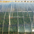 Clear Plastic Multi Span Agricultural Greenhouse Film